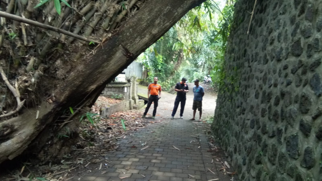 Pohon Tumbang di Gang Nuri, Banjar Munggu, Desa Gulingan, Kecamatan Mengwi Tanggal 18 Agustus 2023